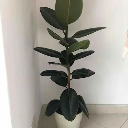 Amazing Grace 아파트 *