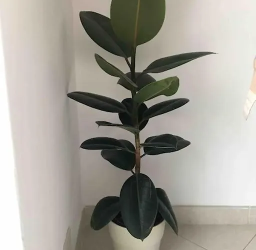 Amazing Grace Apartmán *